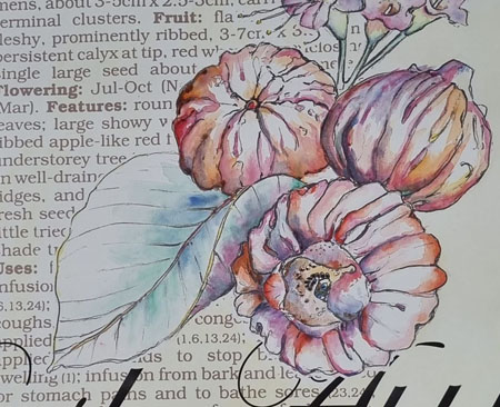 Watercolour painting of native Australian plant painted for an arts workshop in Darwin's Botanic Gardens.