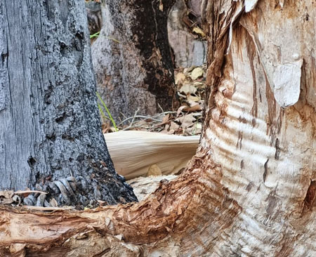 A view of textured tree trunks receding into the background.