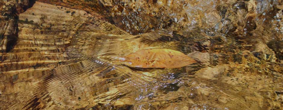 A leaf being carried in the golden coloured water in a tropical stream in the Top End of Australia.