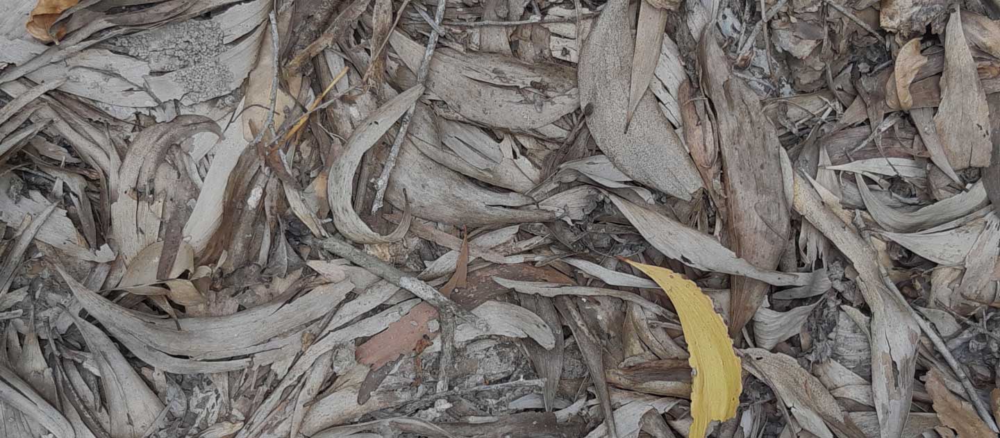 Leaf litter and twigs on the ground.
