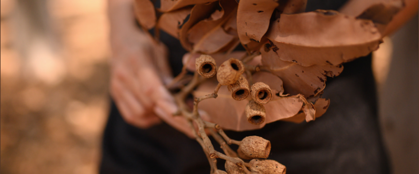 Closeup of Australian native gum nuts and leaves being held in hands.