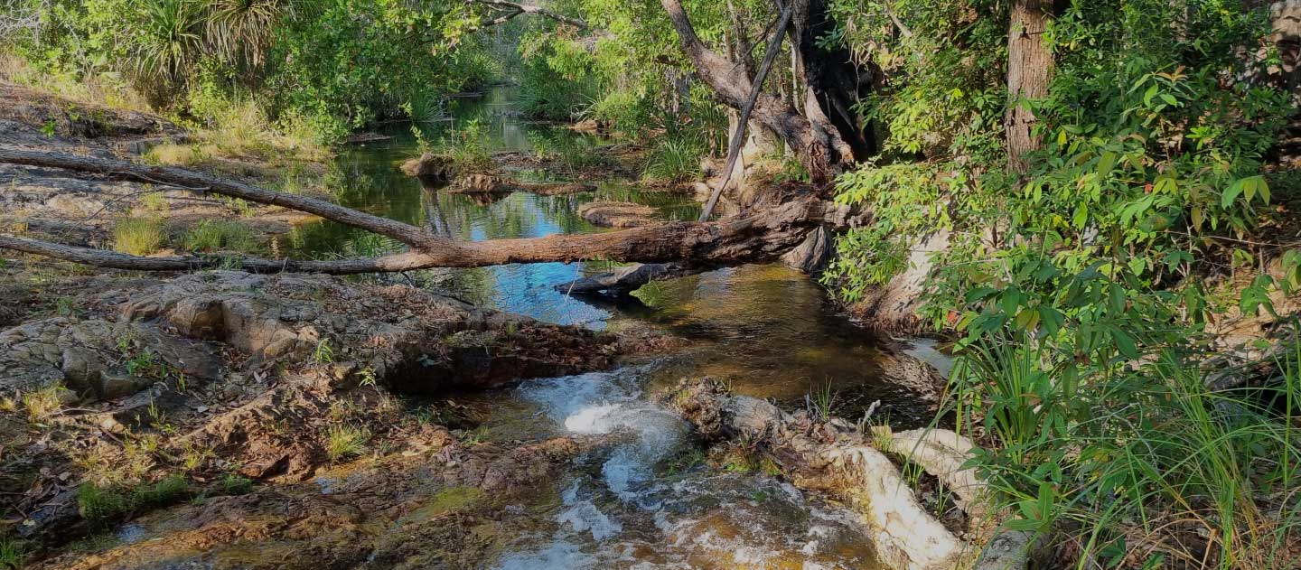 A Top End creek with flowing water, rocks and green trees and shrubs on its edges. A large fallen log lays across the creek,